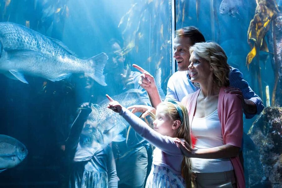 Chicago: 1-5 Day Attraction Pass with Shedd Aquarium - Key points to know before you buy