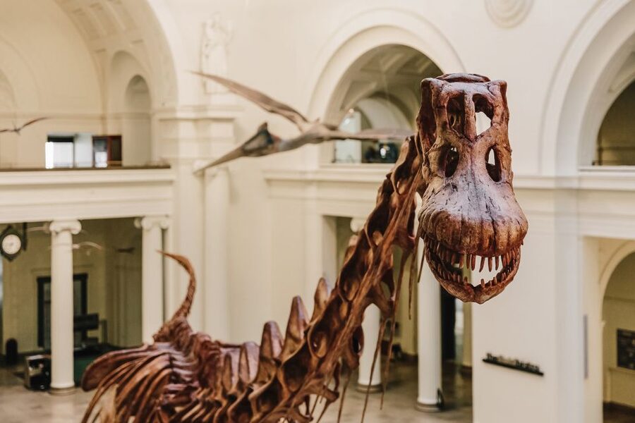 Chicago CityPASS®: Save up to 49% at 5 Top Attractions - Field Museum: give Sue the time she deserves