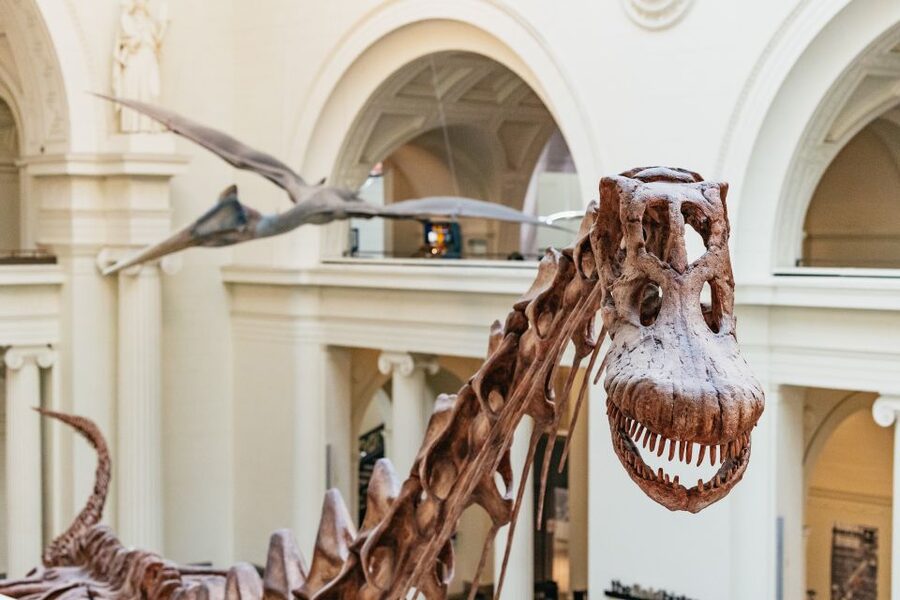Chicago: Field Museum of Natural History Ticket or VIP Tour - Key points to know before you go