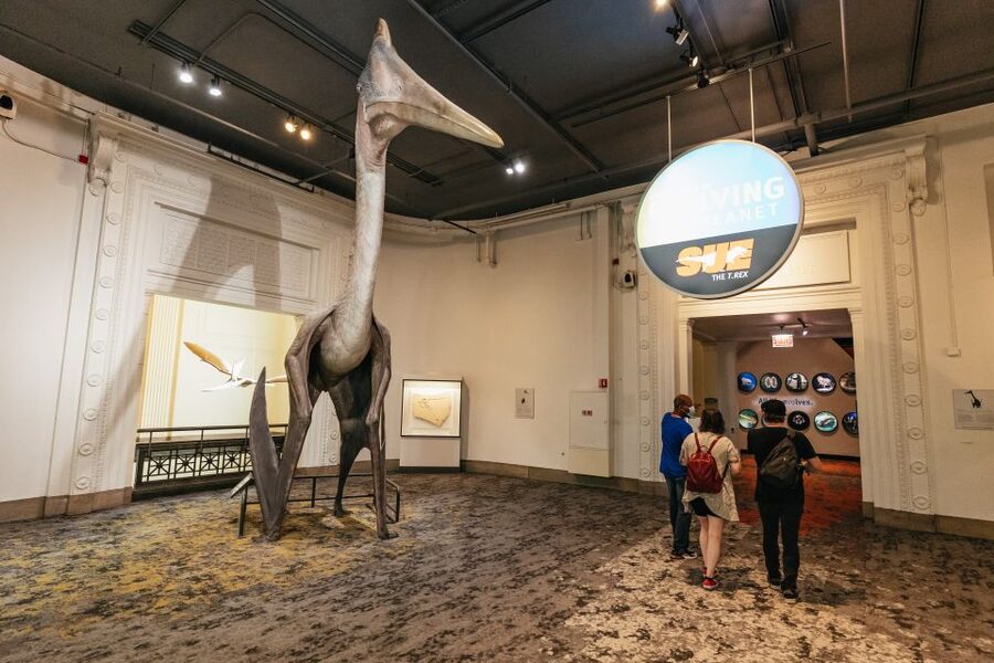 Chicago: Field Museum of Natural History Ticket or VIP Tour - Crowds, timing, and the value of early entry