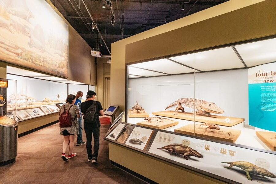 Chicago: Field Museum of Natural History Ticket or VIP Tour - Is the $29 starting price good value?