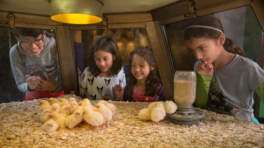 Chicago: Griffin Museum of Science and Industry Ticket - Who will get the most from the $25 ticket?