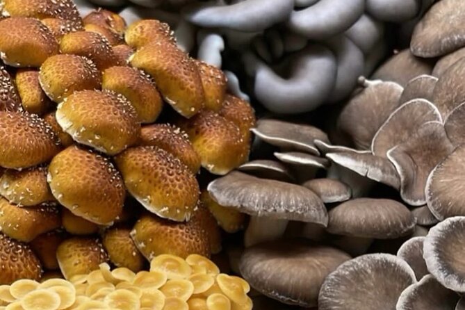 Explore Chicago’s Indoor Mushroom Farm Experience - Key points to know before booking