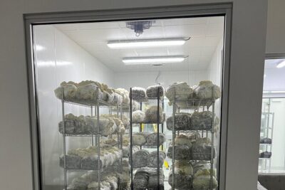 Explore Chicago’s Indoor Mushroom Farm Experience